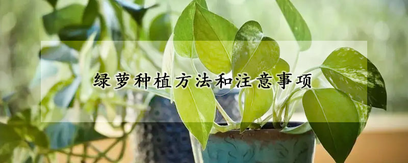 绿萝种植方法和注意事项