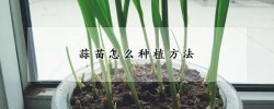 蒜苗怎么种植方法