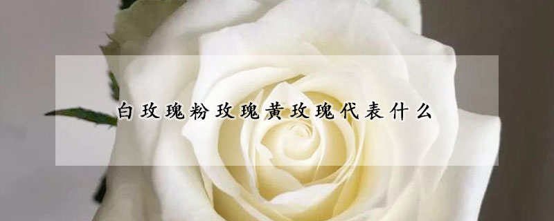 白玫瑰粉玫瑰黄玫瑰代表什么