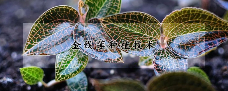 金线莲种植技术