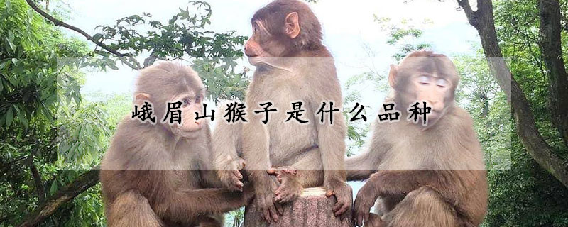 峨眉山猴子是什么品种