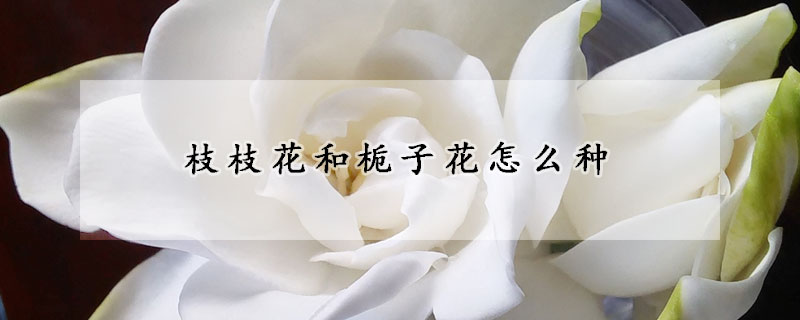 枝枝花和栀子花怎么种