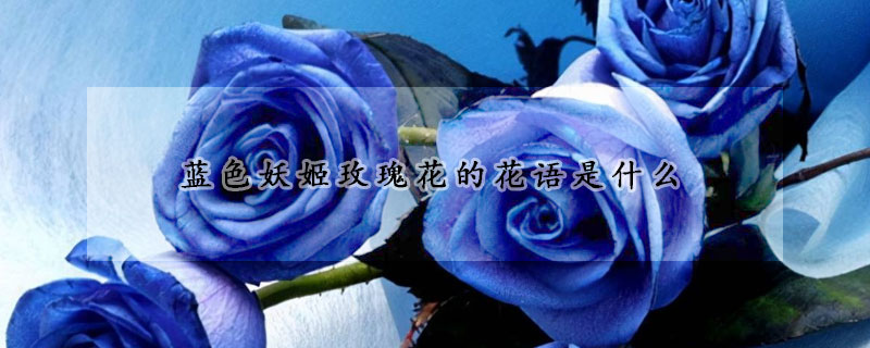蓝色妖姬玫瑰花的花语是什么