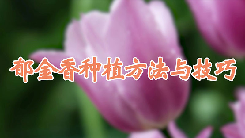 郁金香种植方法与技巧