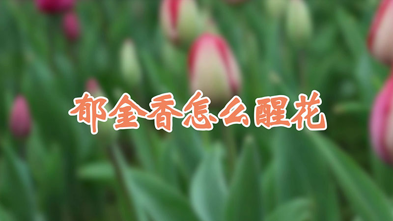 郁金香怎么醒花