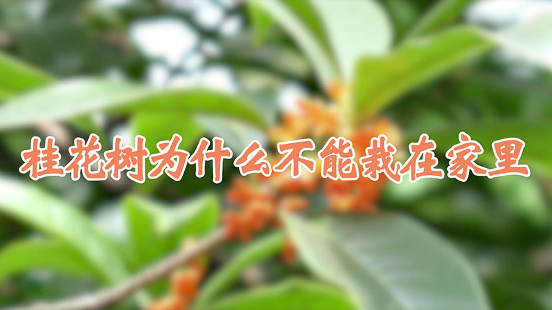 桂花树为什么不能栽在家里