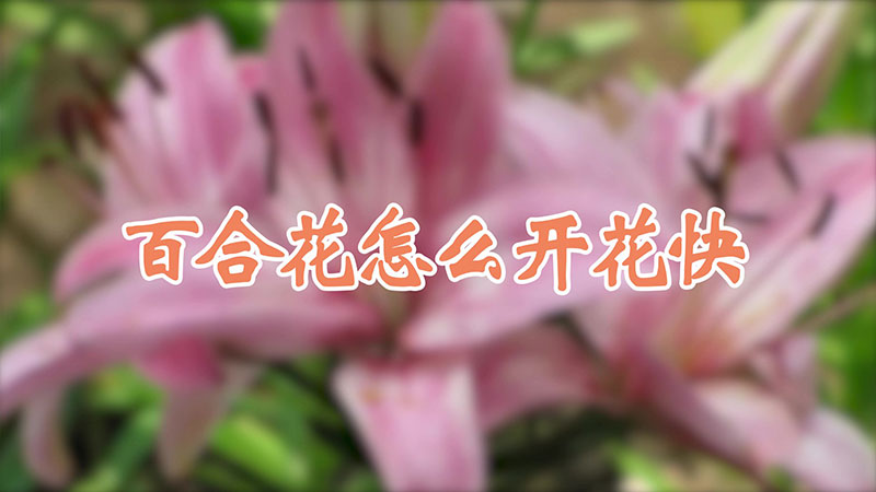 百合花怎么开花快