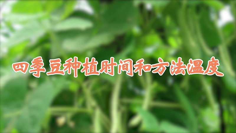 四季豆种植时间和方法温度