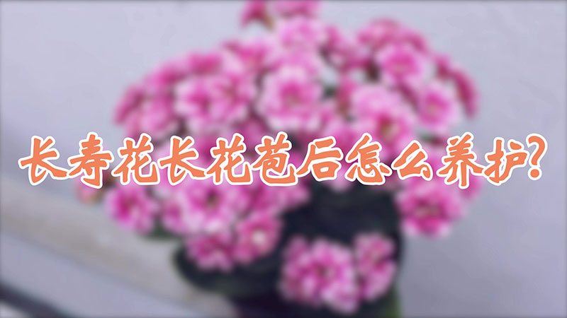 长寿花长花苞后怎么养护?