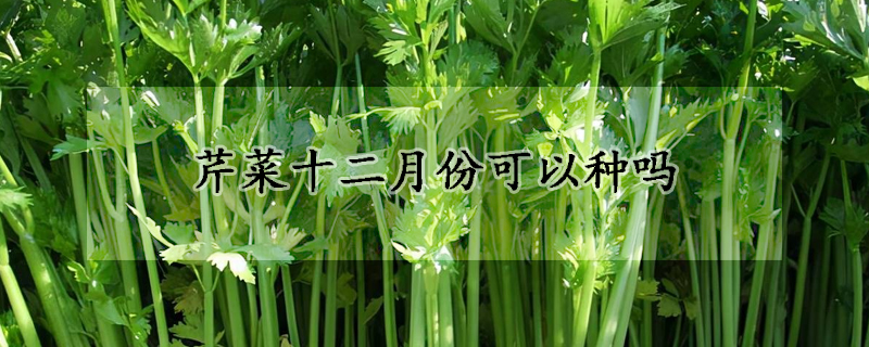 芹菜十二月份可以种吗