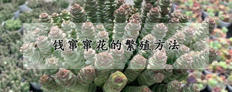 钱窜窜花的繁殖方法