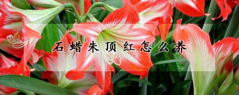 石蜡朱顶红怎么养