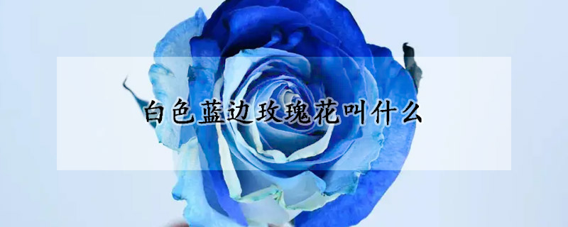 白色蓝边玫瑰花叫什么