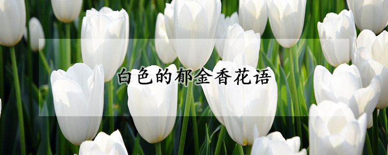 白色的郁金香花语