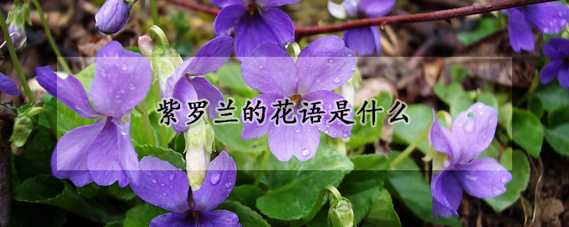 紫罗兰的花语是什么