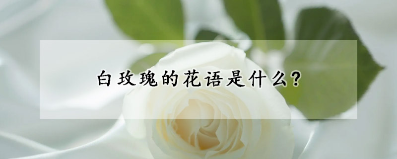 白玫瑰的花语是什么?