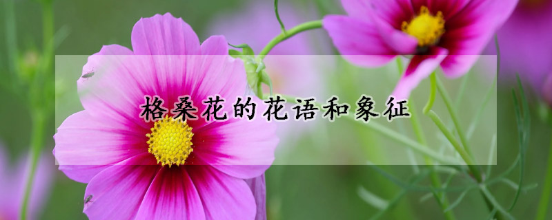 格桑花的花语和象征