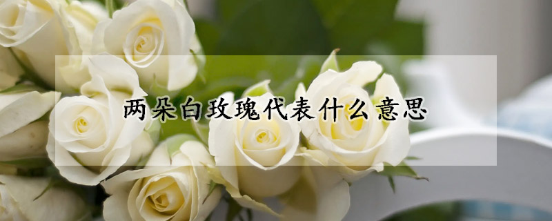 两朵白玫瑰代表什么意思