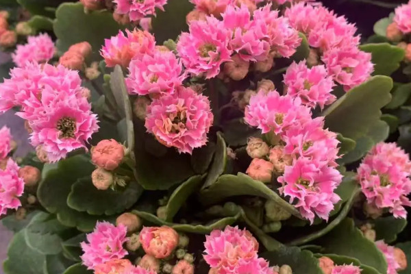 粉色长寿花的品种