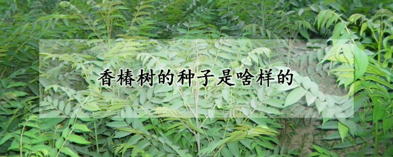 香椿树的种子是啥样的