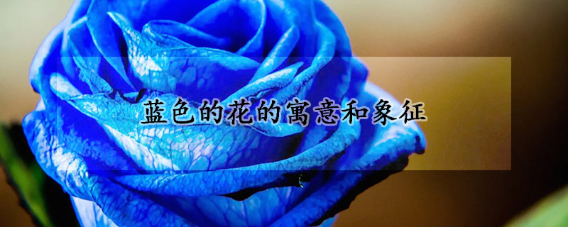 蓝色的花的寓意和象征