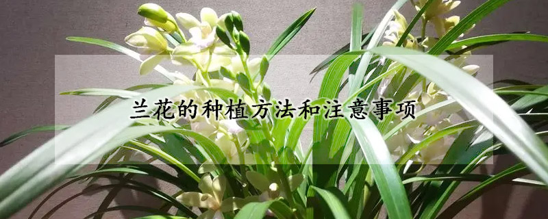 兰花的种植方法和注意事项