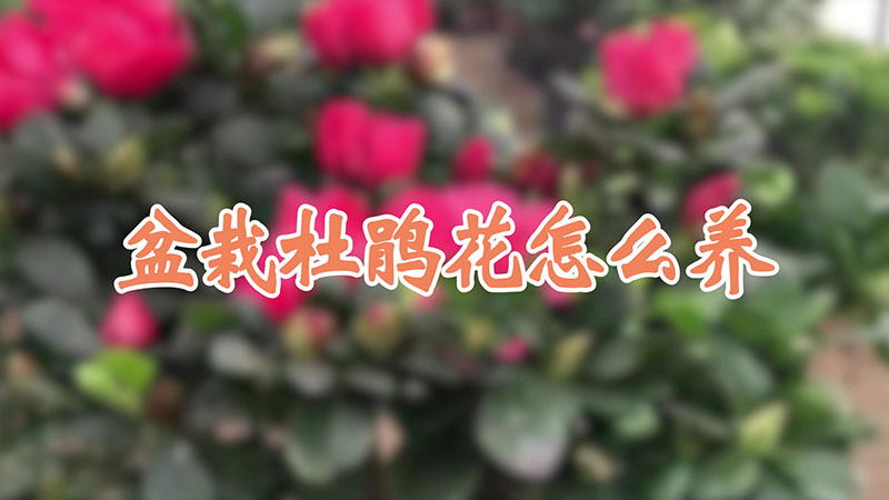 盆栽杜鹃花怎么养