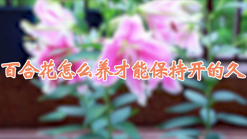 百合花怎么养才能保持开的久