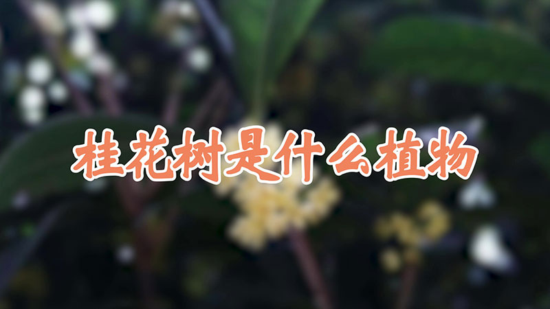 桂花树是什么植物