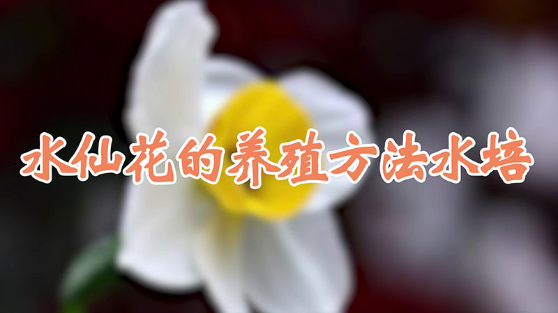 水仙花的养殖方法水培