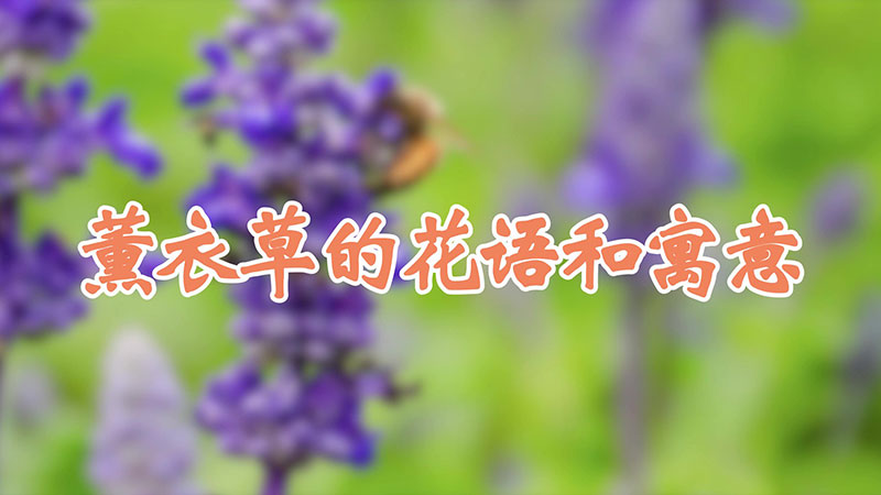 薰衣草的花语和寓意