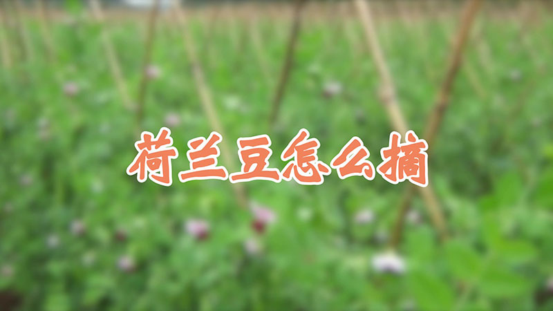 荷兰豆怎么摘