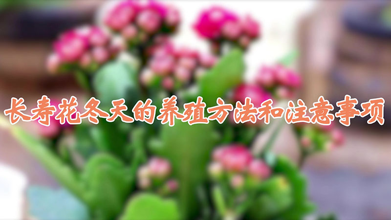 长寿花冬天的养殖方法和注意事项