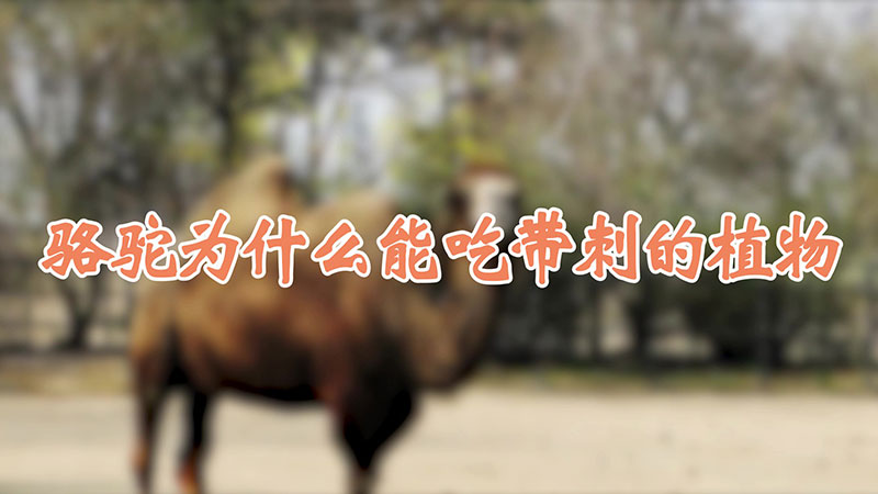 骆驼为什么能吃带刺的植物