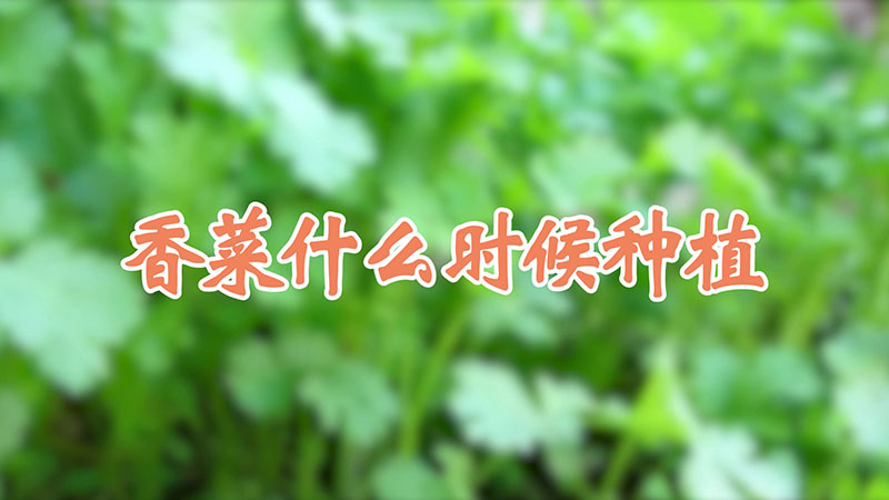 香菜什么时候种植