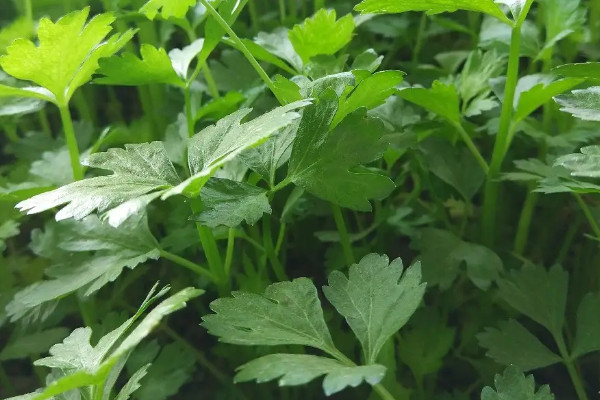 香菜什么时候种植