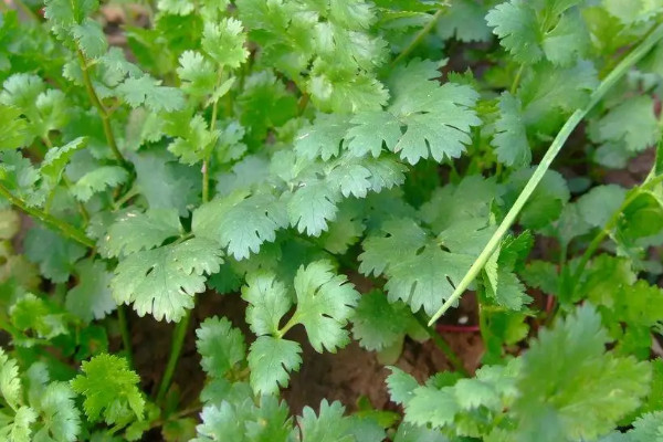 香菜什么时候种植