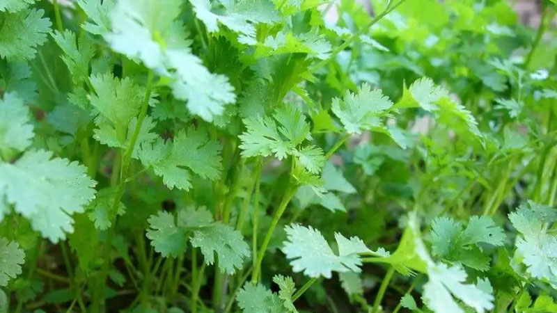 香菜什么时候种植