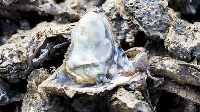 贝壳海鲜有多少种类