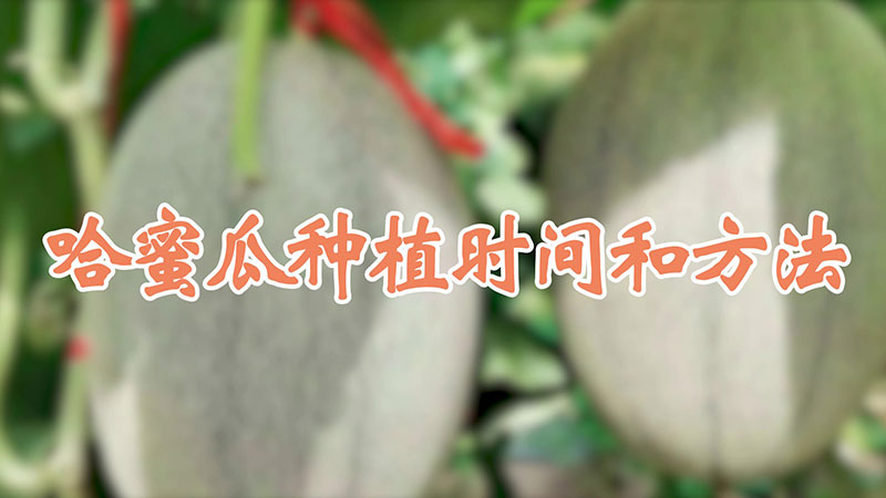 哈蜜瓜种植时间和方法