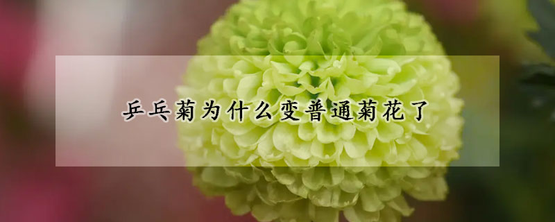 乒乓菊为什么变普通菊花了