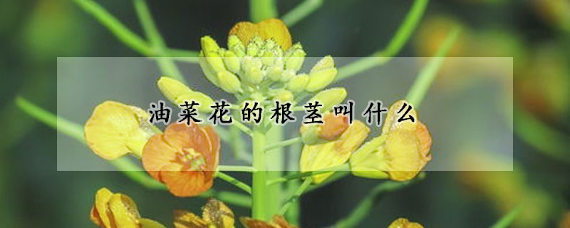 油菜花的根茎叫什么