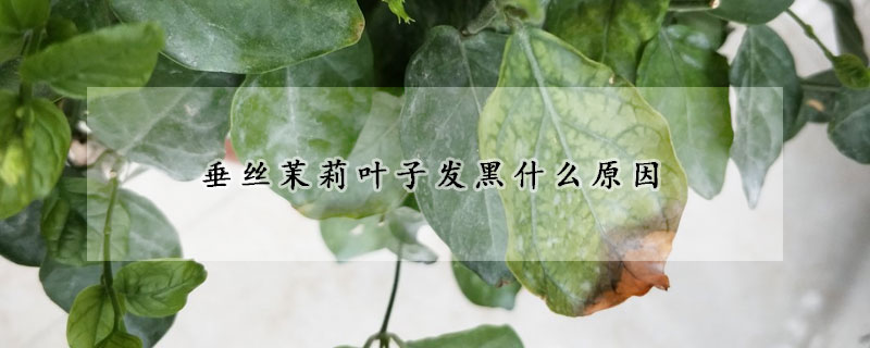 垂丝茉莉叶子发黑什么原因