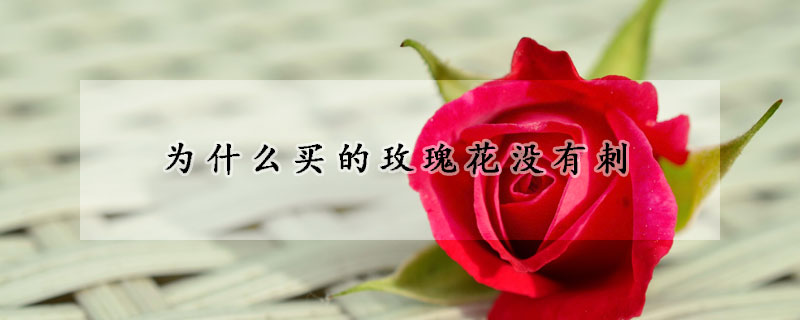 为什么买的玫瑰花没有刺