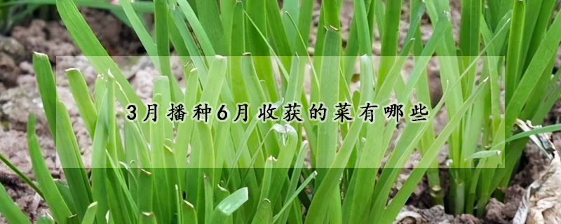 3月播种6月收获的菜有哪些