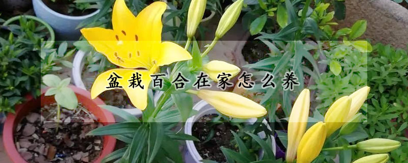 盆栽百合在家怎么养