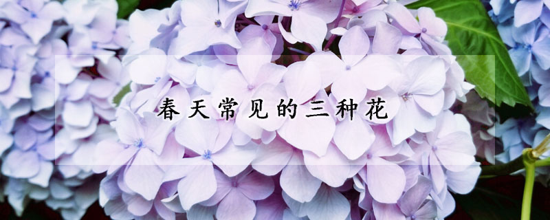 春天常见的三种花