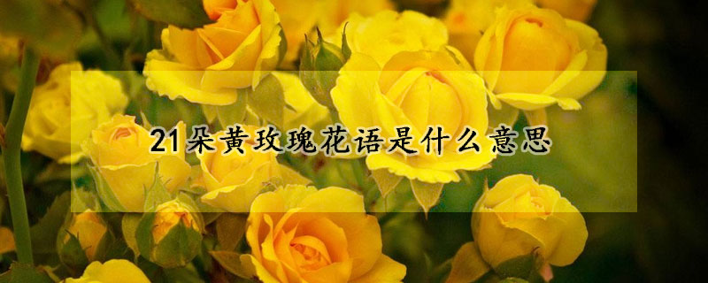 21朵黄玫瑰花语是什么意思