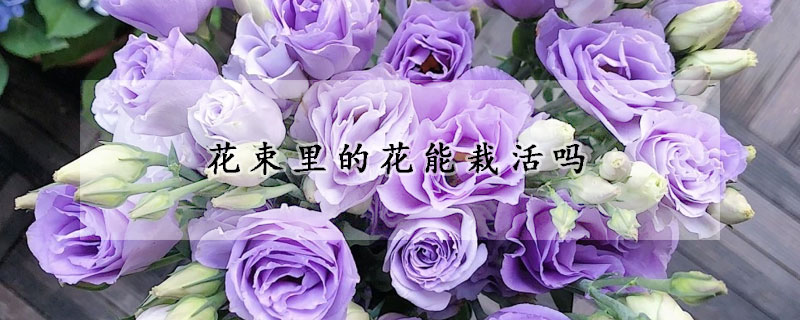 花束里的花能栽活吗