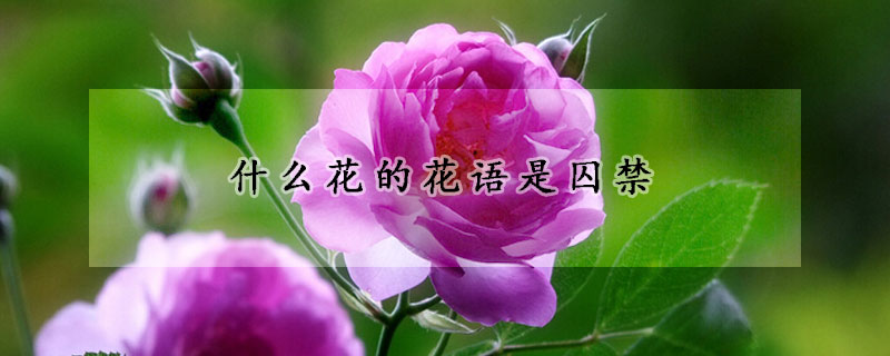 什么花的花语是囚禁